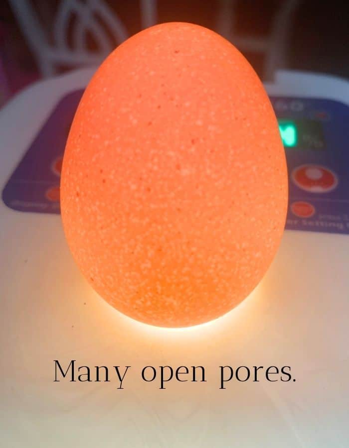 Candling a chicken egg with many open pores, is not an acceptable candidate for incubation.