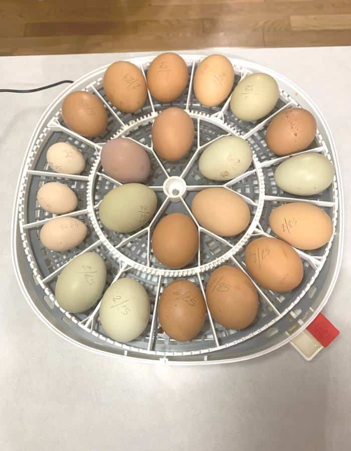 Chicken incubator with 22 chicken eggs inside.