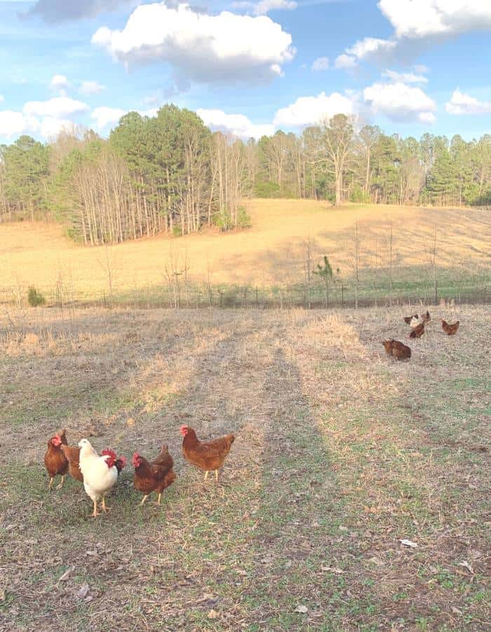 Chickens foraging in a cow pasture with a rooster keeping guard.
