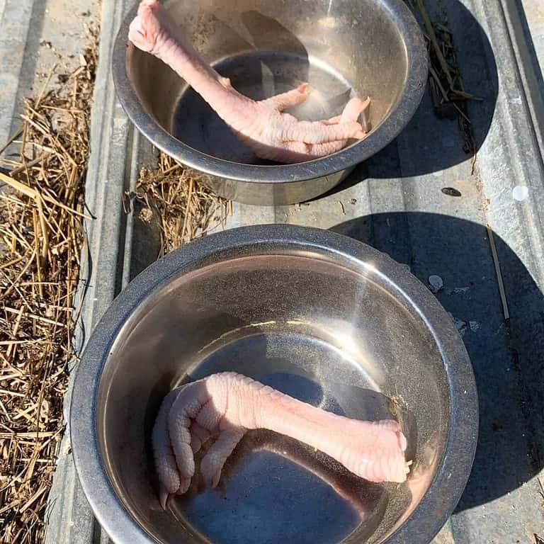 Raw chicken feet inside two silver dog food bowls on silver tin.