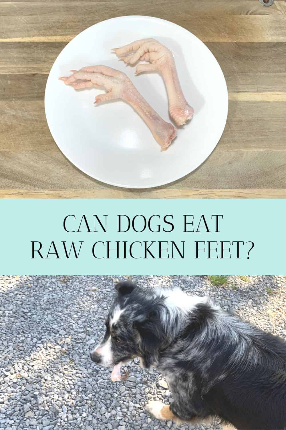 Raw chicken feet on a white plate with a title of "Can Dogs Eat Raw Chicken Feet?" Another picture shows an Australian Shepherd dog walking on a gravel driveway chewing on a raw chicken foot.