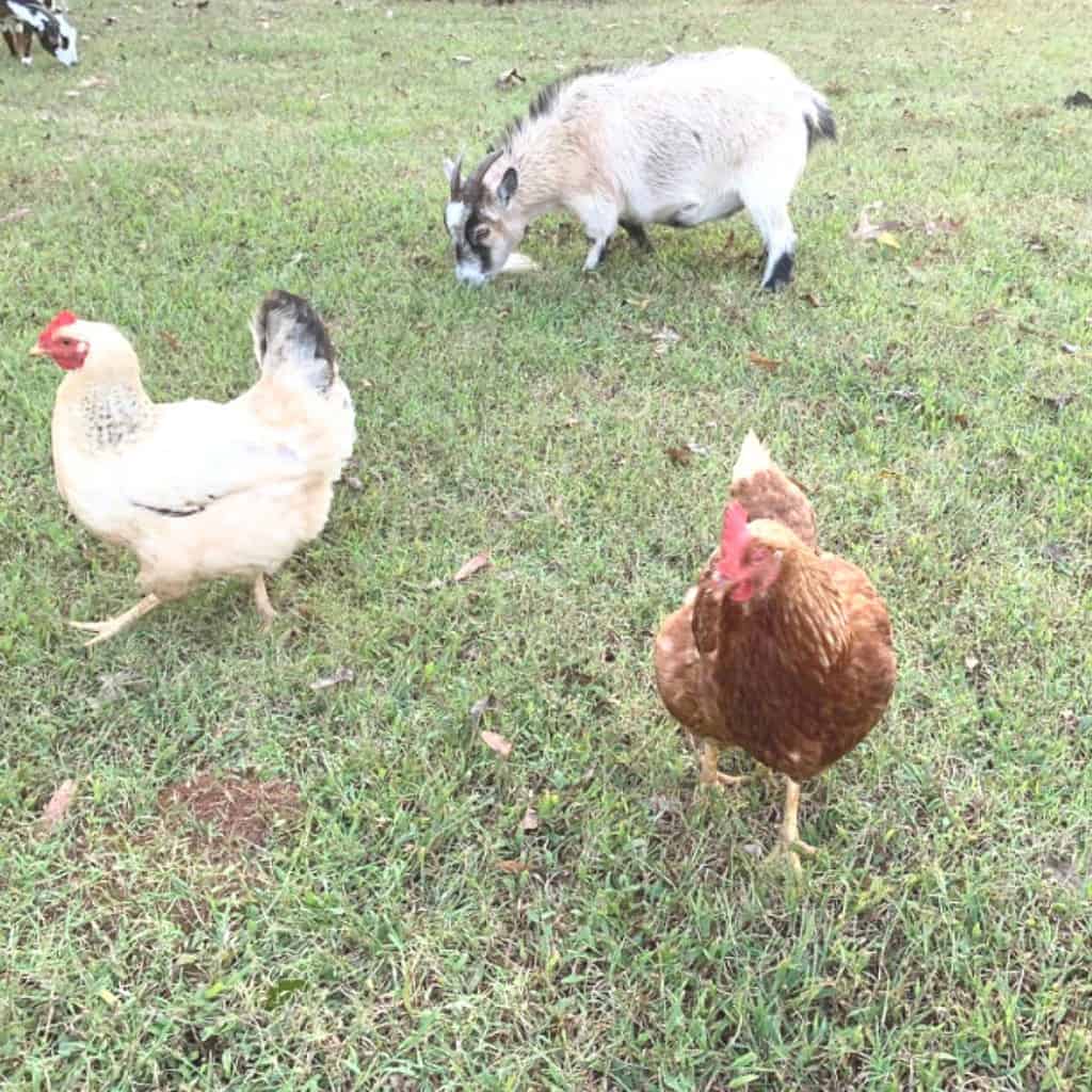 Chickens walking around in a green pasture.