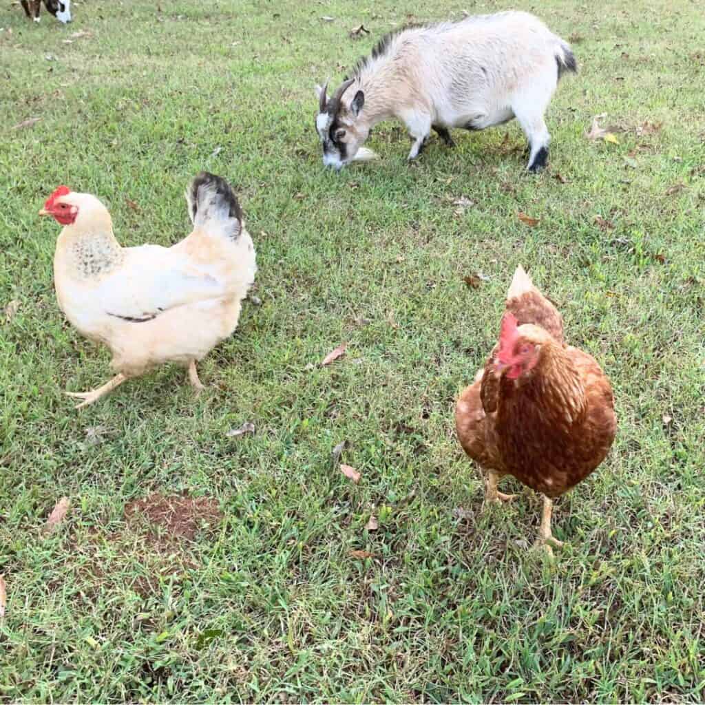 Chickens walking around in a green pasture with a small goat.