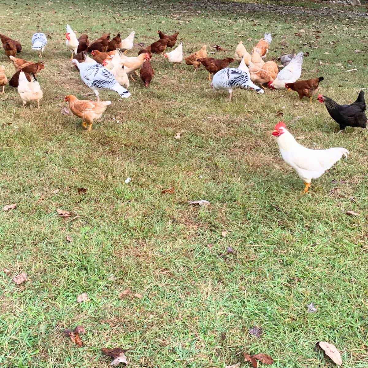 Chickens and turkeys foraging for food in a green pasture.