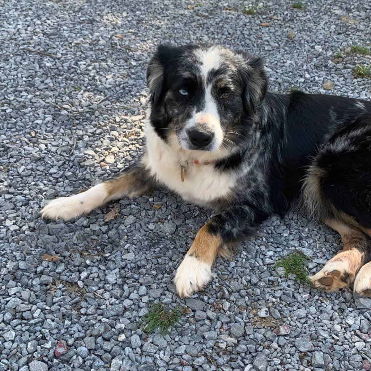 Australian Shepherd dog laying on gray gravel and providing protection for chickens.