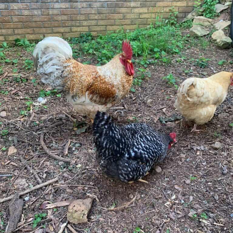 A brown and white rooster walking with a golden hen and a black and white hen.