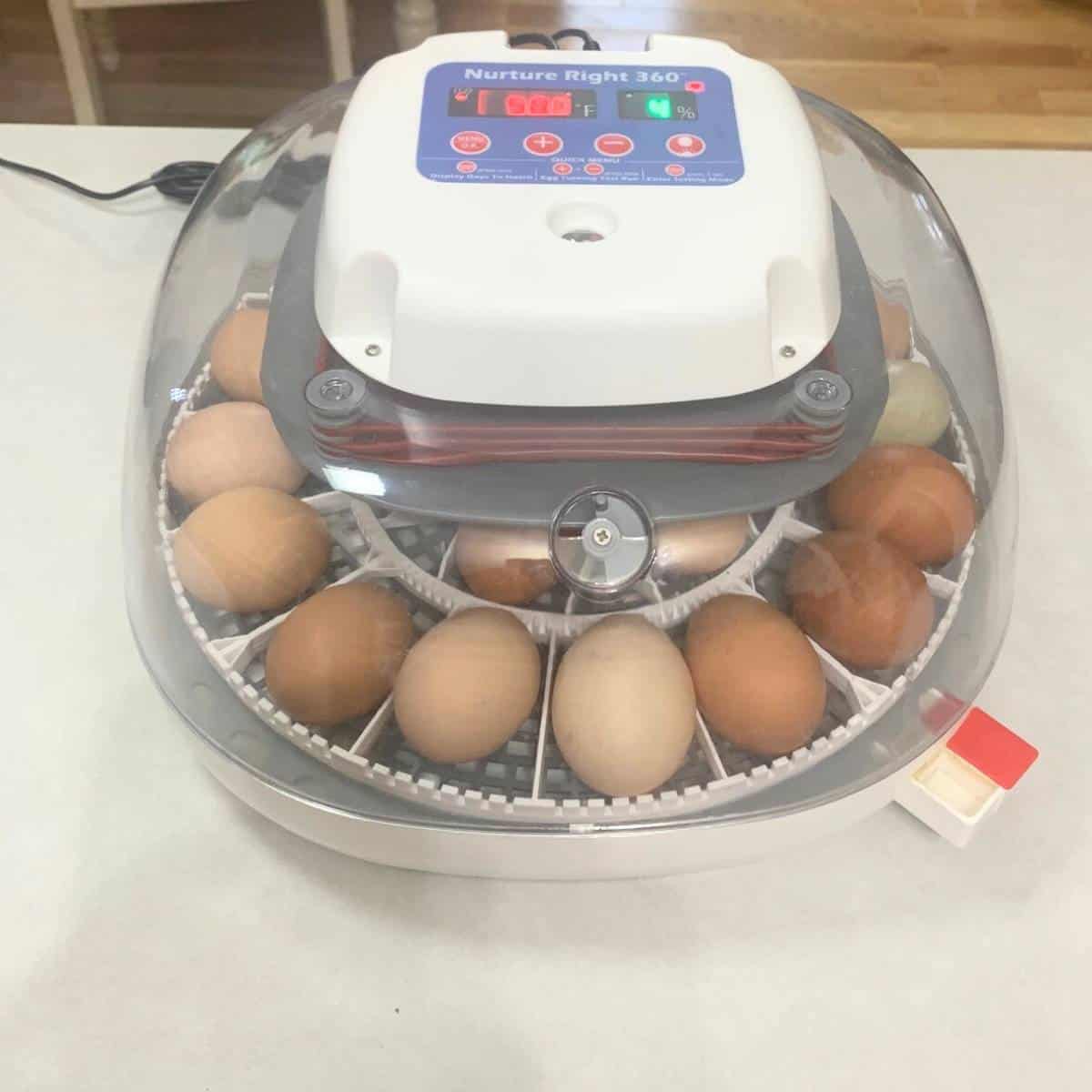 An egg incubator full of chicken eggs sitting on a kitchen counter.