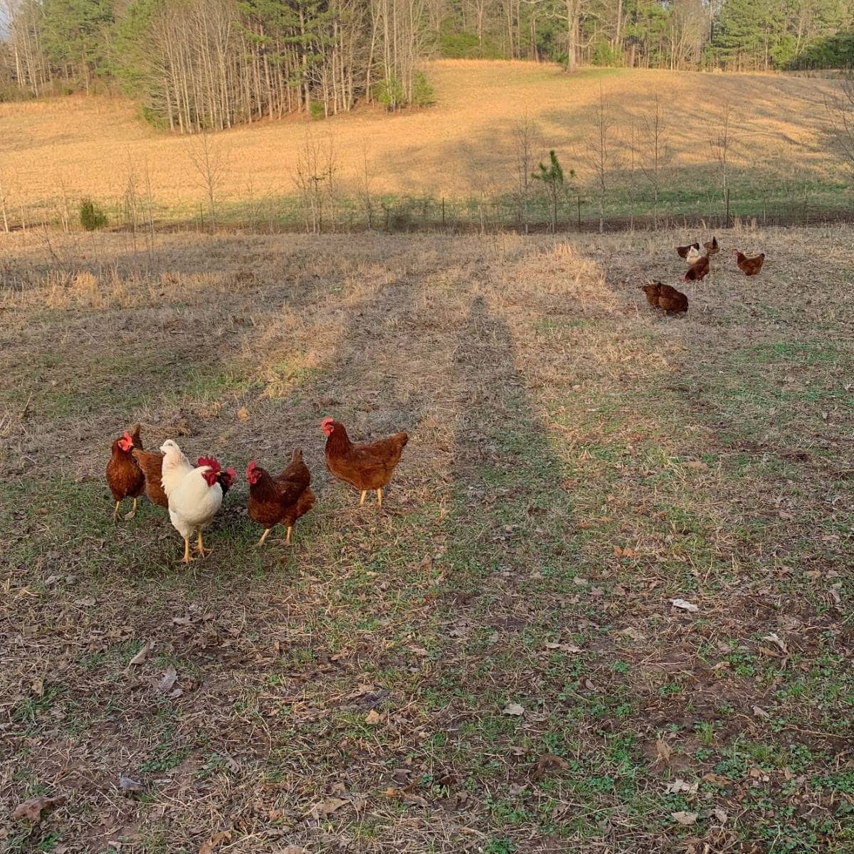 Chickens foraging in a cow pasture with a rooster keeping guard.