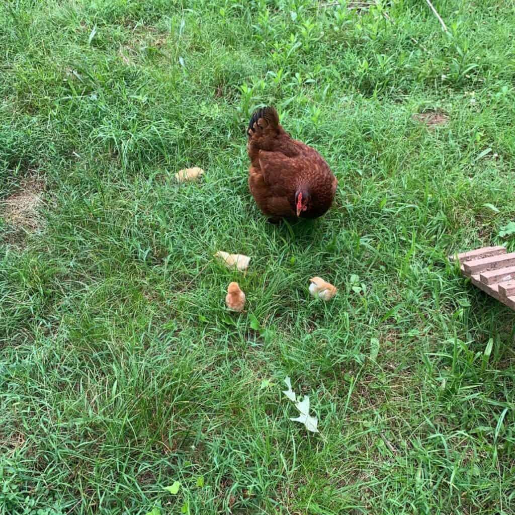 Brown mama hen with four yellow baby chicks walking in grass.