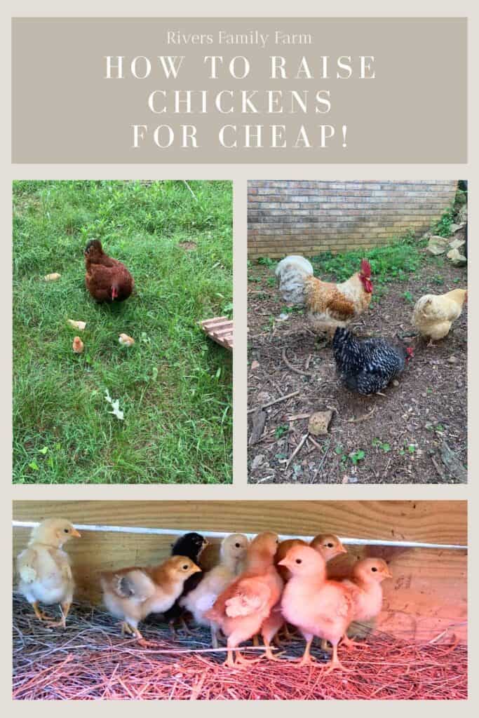 A brown mama hen with four chicks, a yellow and white rooster with two hens, and multi colors of baby chicks in a brooder. The title is "How to Raise Chickens for Cheap" by Rivers Family Farm.