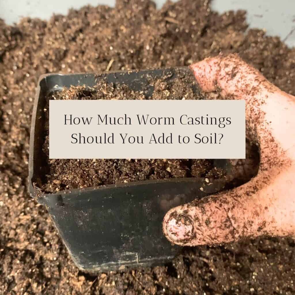 Woman filling a pot with soil and vermicompost. The title is "How Much Worm Castings Should You Add to Soil?"