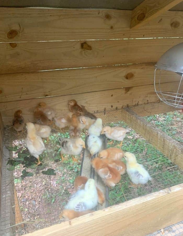 Baby chickens in an outdoor brooder.