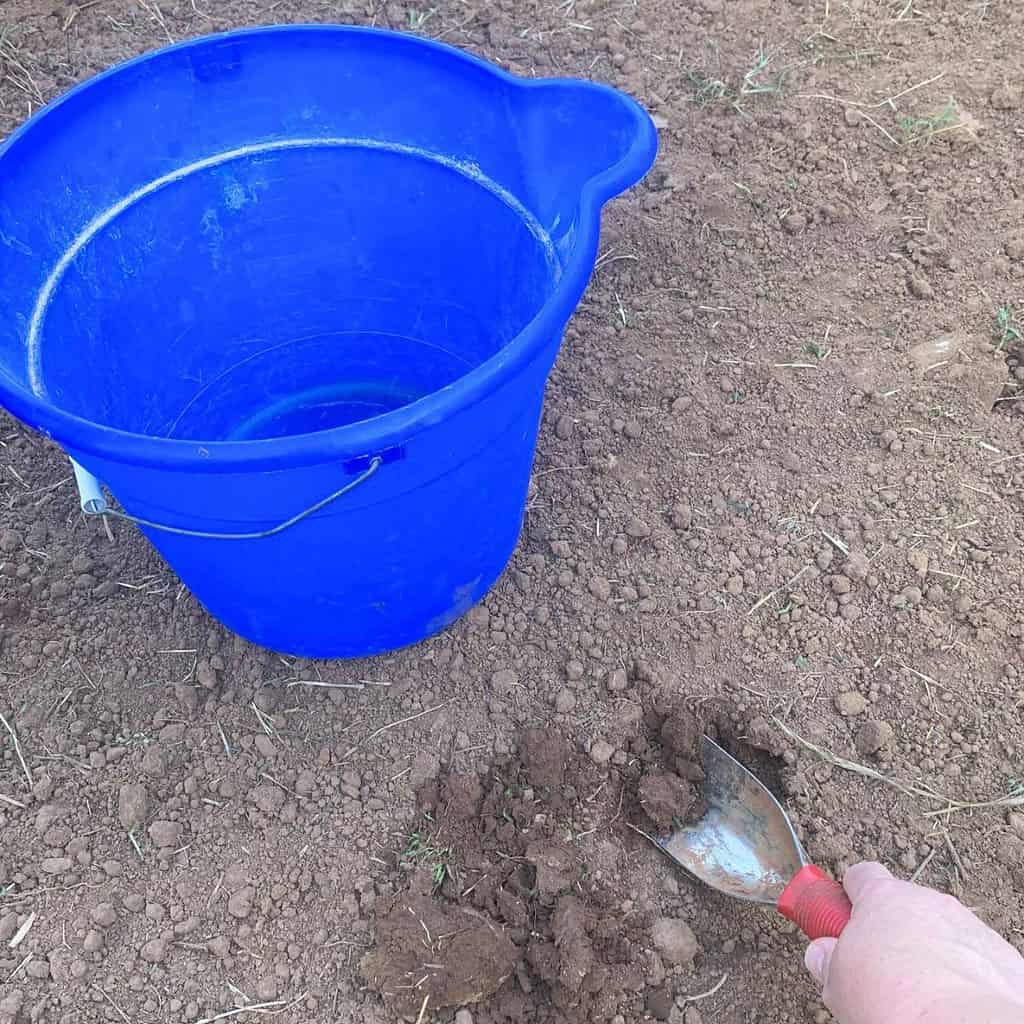 Woman digging in a garden with a small hand shovel with a blue bucket in the background.