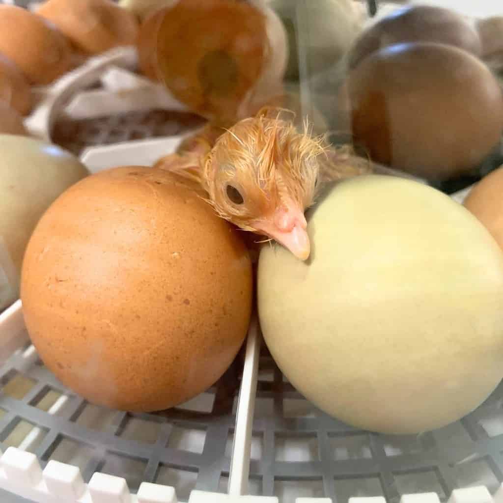 An incubator filled with different colored chicken eggs and a recently hatched baby chicken.