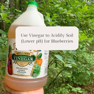 Woman holding a gallon of apple cider vinegar next to a blueberry bush. The title is "Use Vinegar to Acidify Soil (Lower pH) for Blueberries."