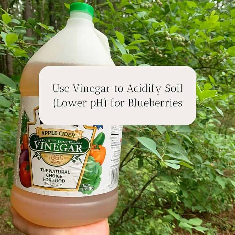 Woman holding a gallon of apple cider vinegar next to a blueberry bush. The title is "Use Vinegar to Acidify Soil (Lower pH) for Blueberries."