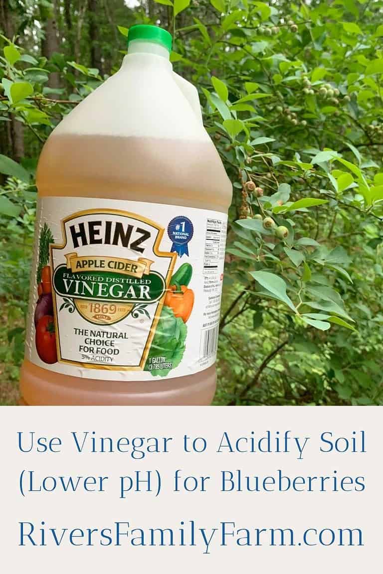 Using Vinegar to Acidify Soil (Lower pH) for Blueberries Rivers
