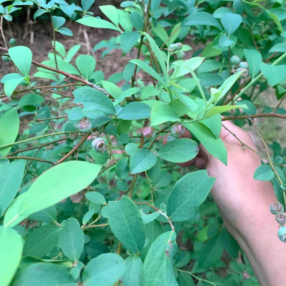 Using Vinegar to Acidify Soil (Lower pH) for Blueberries Rivers Family Farm