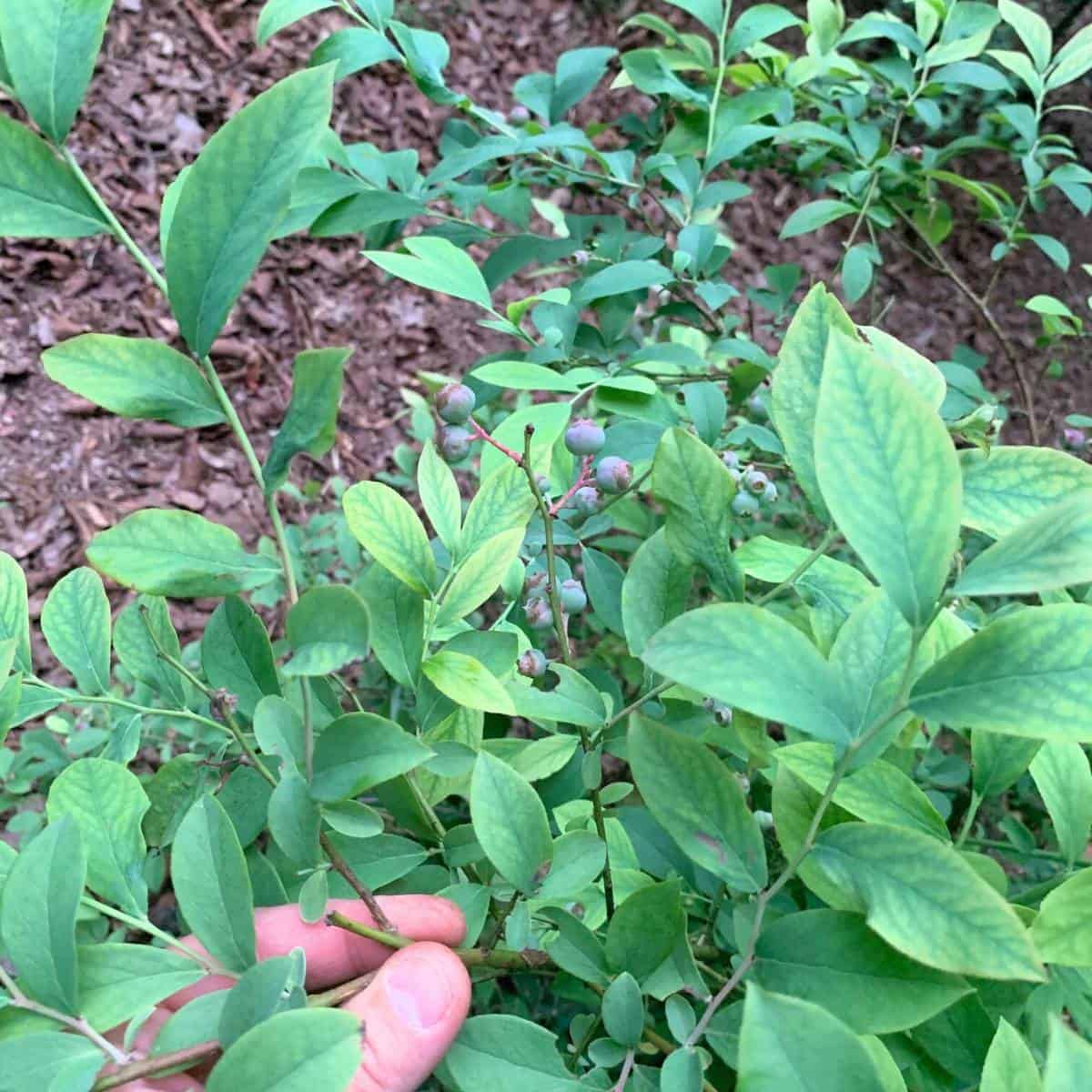 Using Vinegar to Acidify Soil (Lower pH) for Blueberries Rivers