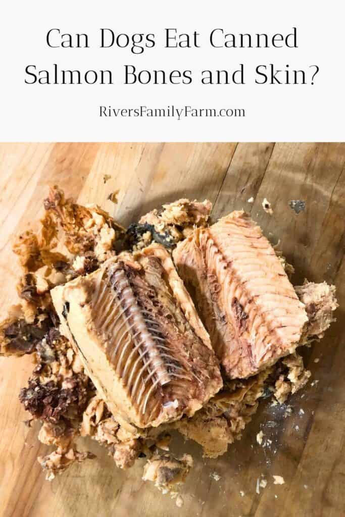 A large, glass bowl with canned salmon opened to show the bones and skin. The title is "Can Dogs Eat Canned Salmon Bones and Skin?" by Rivers Family Farm.