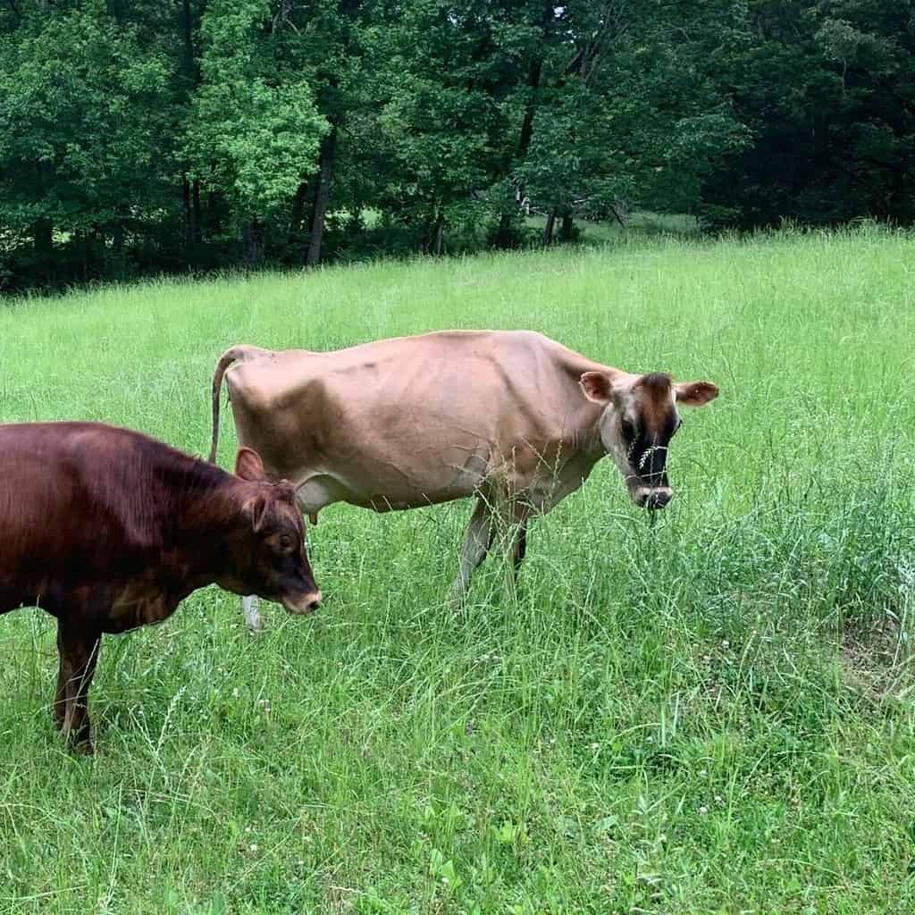 A Jersey dairy cow and her calf grazing on green pasture.