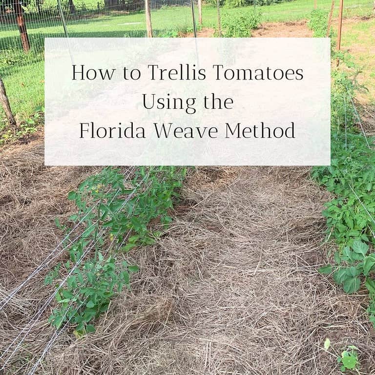 Vegetable garden showing tomato plants trellised using the Florida weave method. The title is "How to Trellis Tomatoes Using the Florida Weave Method."