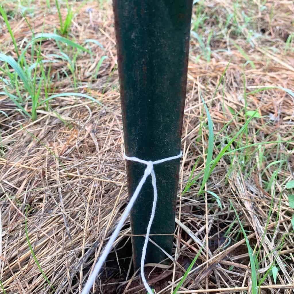 White, cotton string tied near the bottom of a green t-post in a vegetable garden.