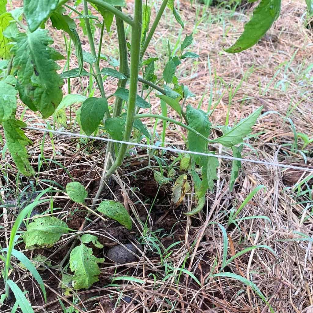 A tomato plant with white cotton string running before it.