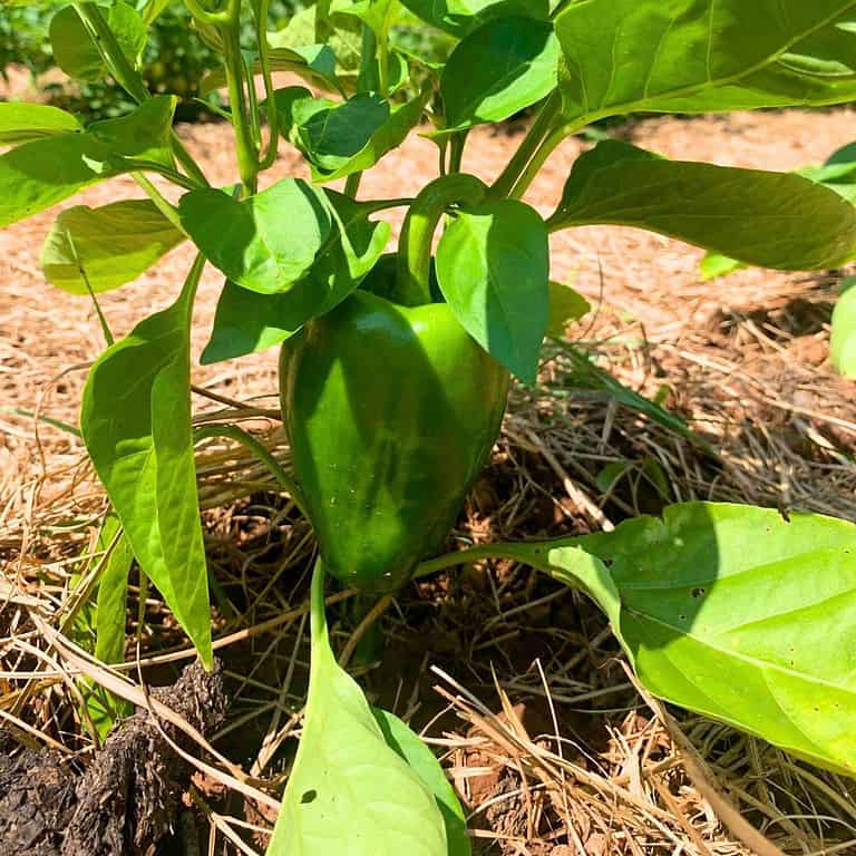 Green bell pepper growing on a pepper plant in a vegetable garden.