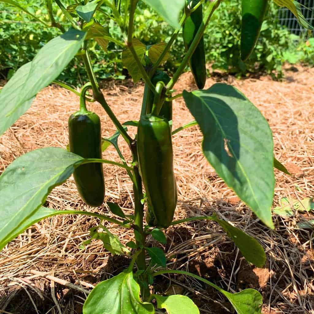 Green hot pepper growing on a pepper plant in a vegetable garden. How to control and get rid of aphids on pepper plants.