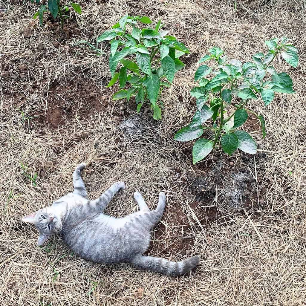Grey cat laying down next to a row of pepper plants that were dusted with diatomaceous earth.