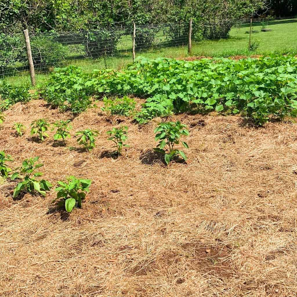 Two rows of green peppers spaced apart evenly and mulched with pine straw. Behind them is a watermelon patch.