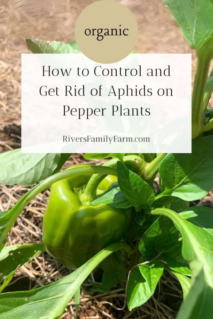 A green bell pepper plant growing in a garden. The title is "Organic. How to Control and Get Rid of Aphids on Pepper Plants" by Rivers Family Farm. 