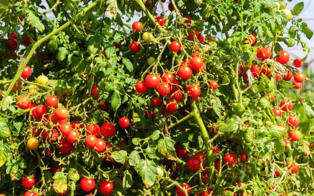 A healthy tomato plant full of red cherry tomatoes.