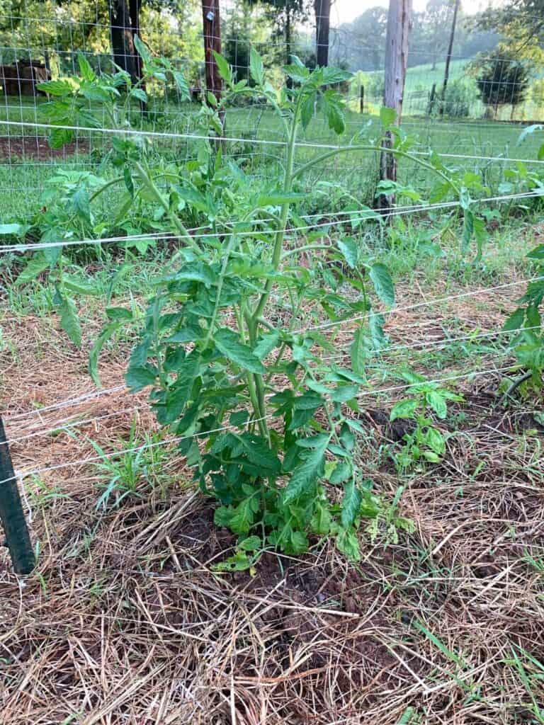 A green tomato plant growing up a trellis.