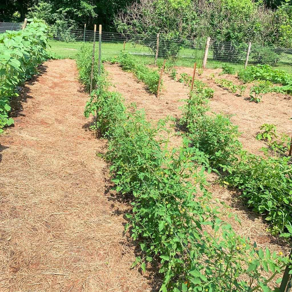 A neat and tidy vegetable garden mulched with hay. How to get rid of black bugs on tomato plants.