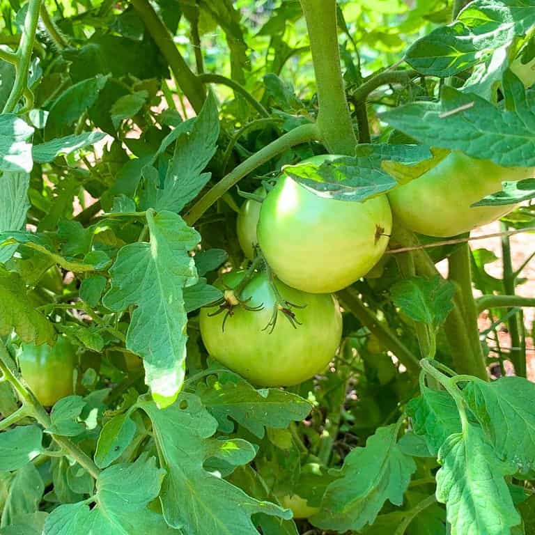 How to get rid of black bugs on tomato plants. A green tomato plant with unripe green tomatoes.