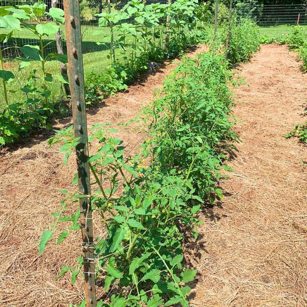 Tomato plants growing in a garden mulched with hay. They are staked in a neat row using the Florida weave method. How to get rid of black bugs on tomato plants.