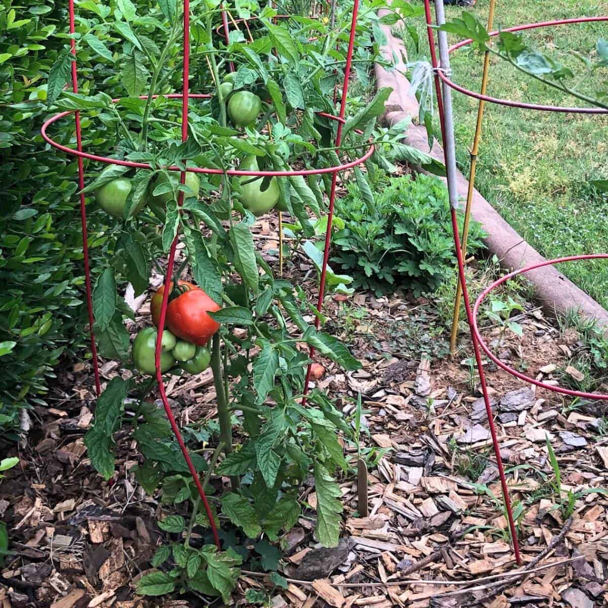 How to Trellis Tomatoes Using the Florida Weave - Rivers Family Farm