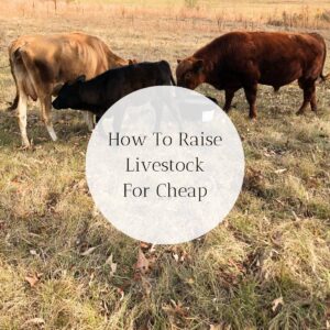 Cows grazing in a pasture. The title is "How to Raise Livestock for Cheap."