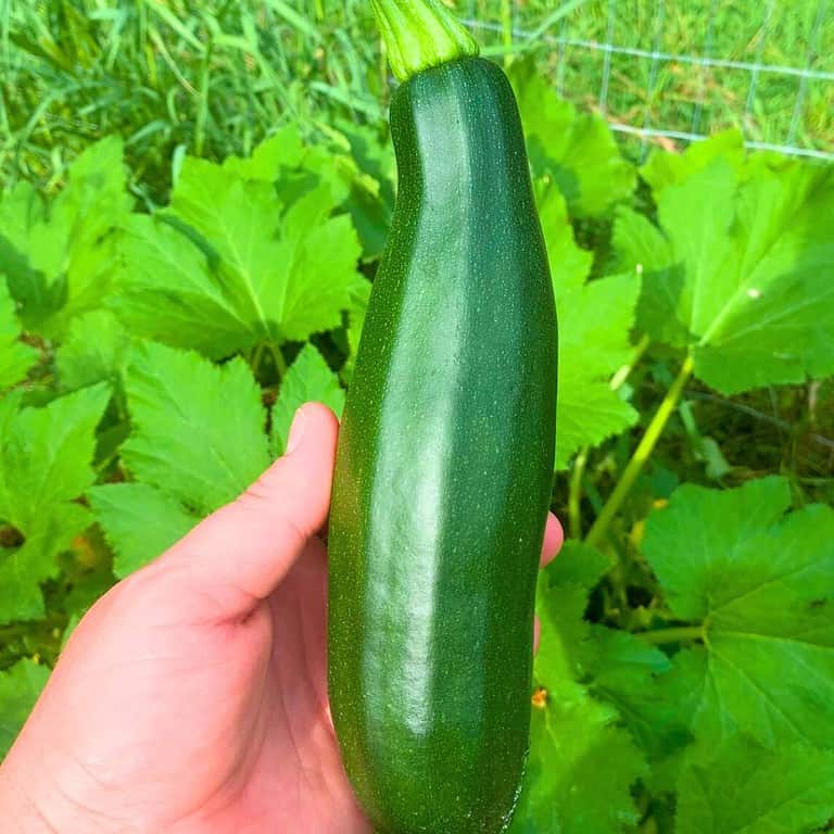 Woman holding a green zucchini in a garden.