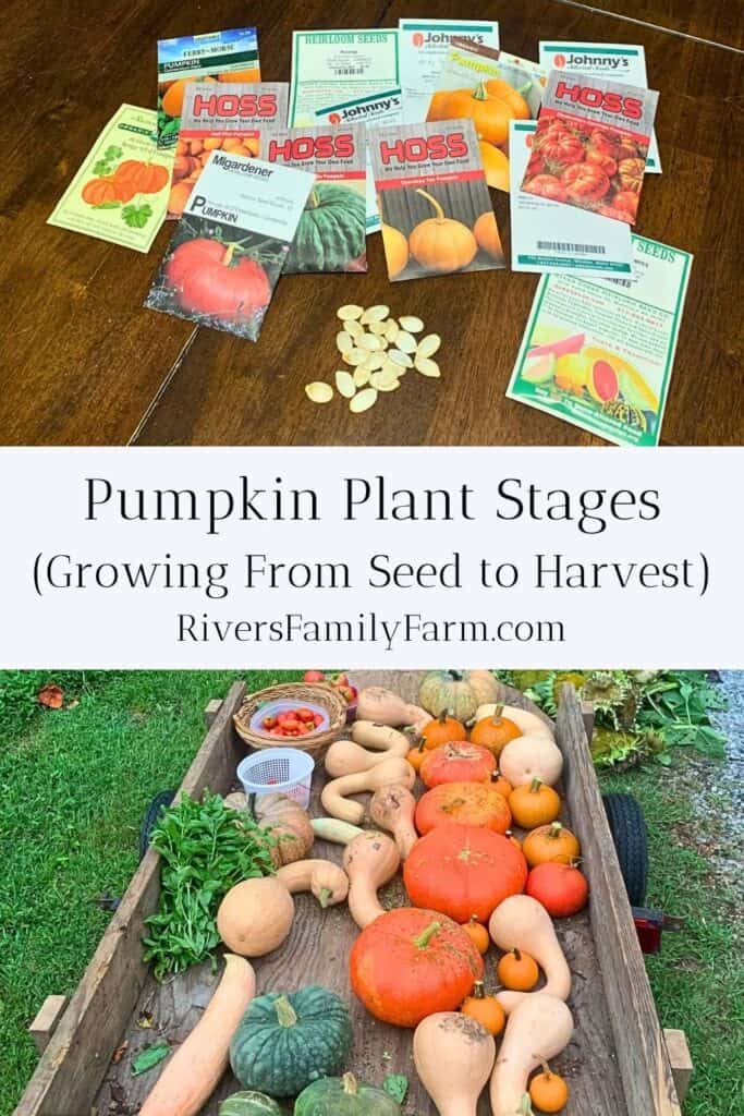 A variety of pumpkin cultivar seed packets on a wooden table and a wood flatbed trailer full of pumpkins and other winter squash. The title is "Pumpkin Plant Stages (Growing From Seed to Harvest." by Rivers Family Farm