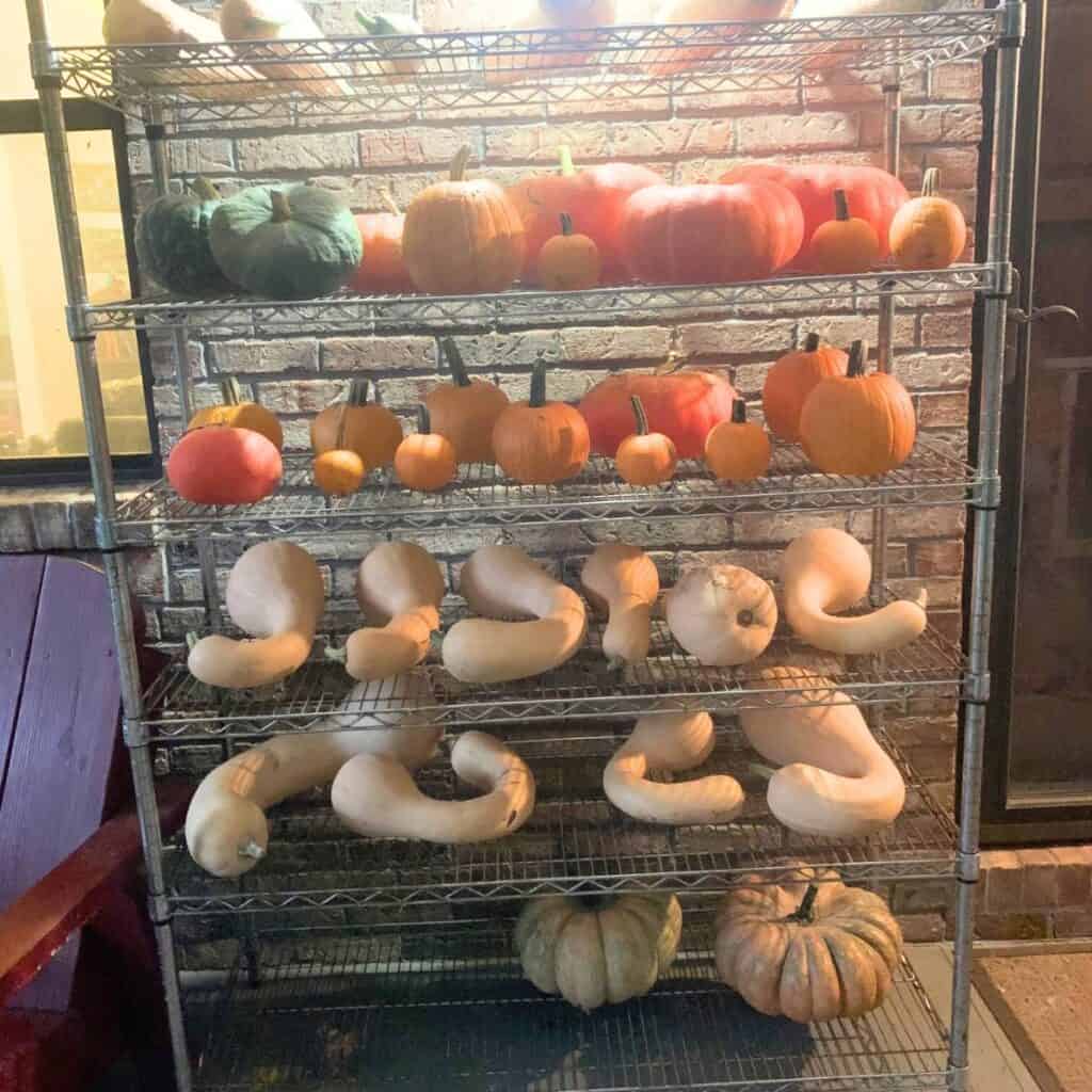 Orange, green, and brown pumpkins of various sizes, along with other winter squashes, curing on silver wire shelves on a covered front porch.