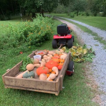 Different colored pumpkins and winter squashes in a wooden flat bed trailer. The trailer is being pulled by a red tractor.