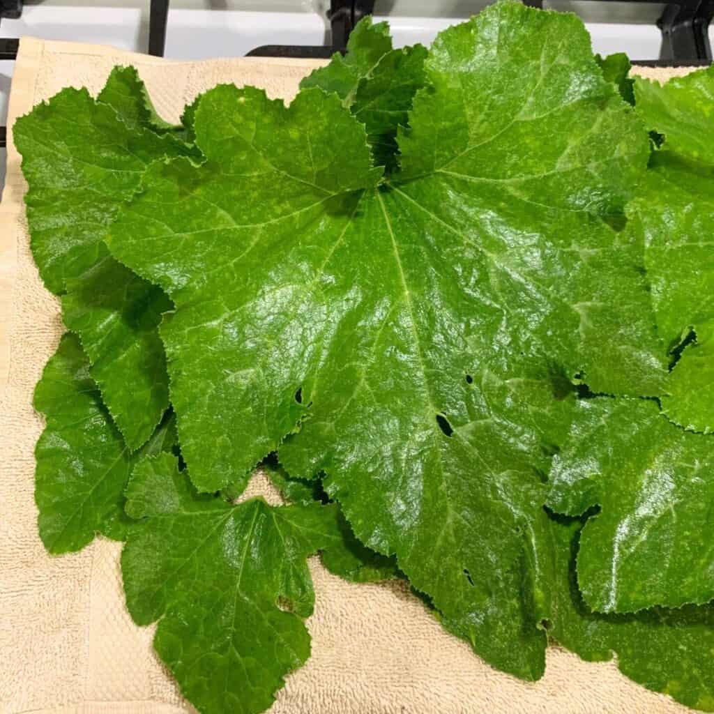 Pumpkin leaves on a tan towel.