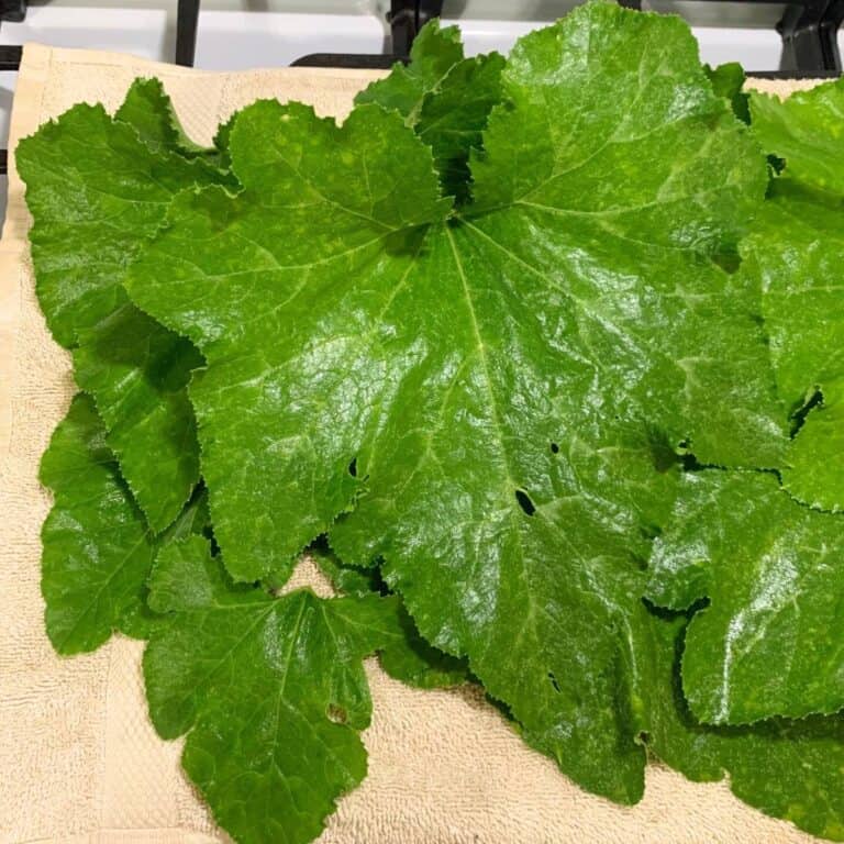 Pumpkin Plant Stages (Growing From Seed to Harvest) - Rivers Family Farm