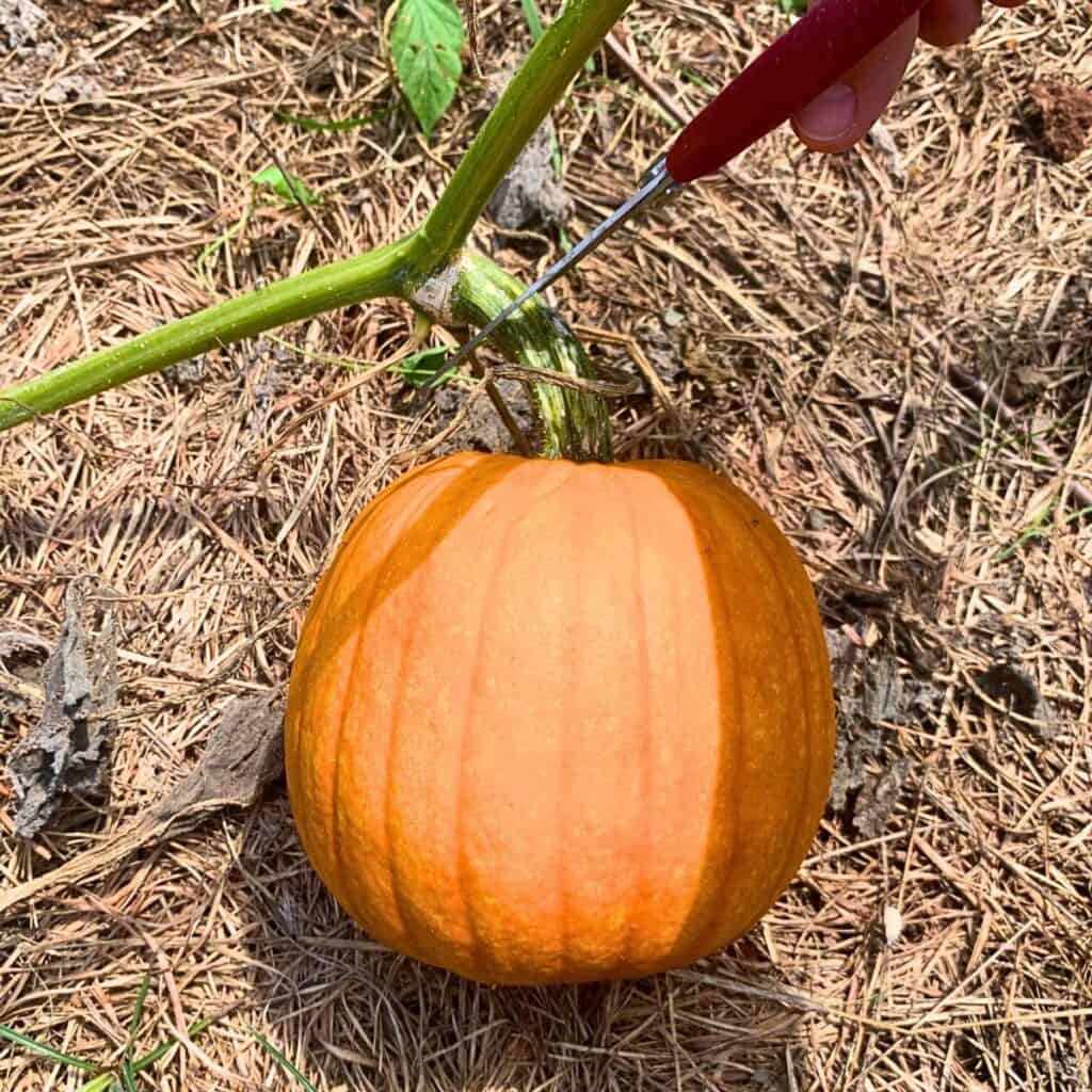 Woman harvesting an orange pumpkin using red pruning shears.