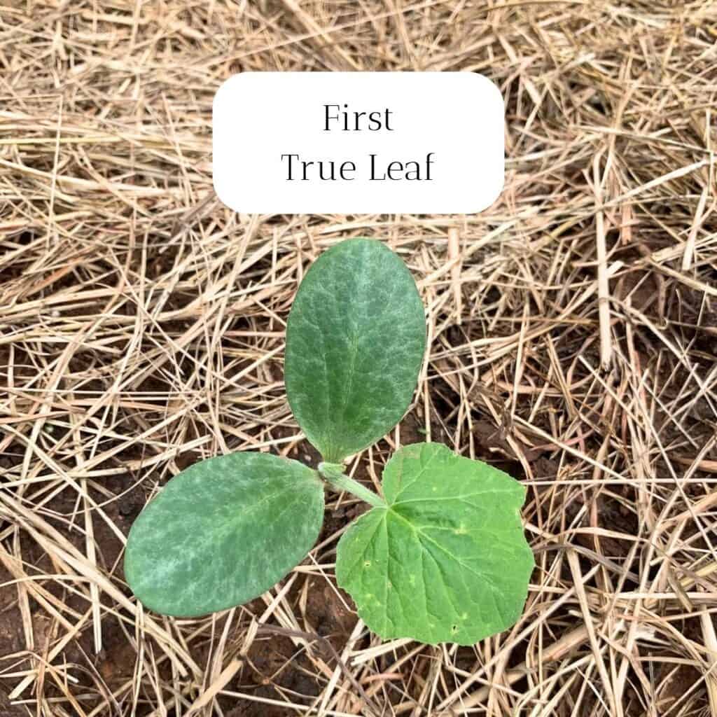 Pumpkin plant with "seed leaves" and first "true leaf."