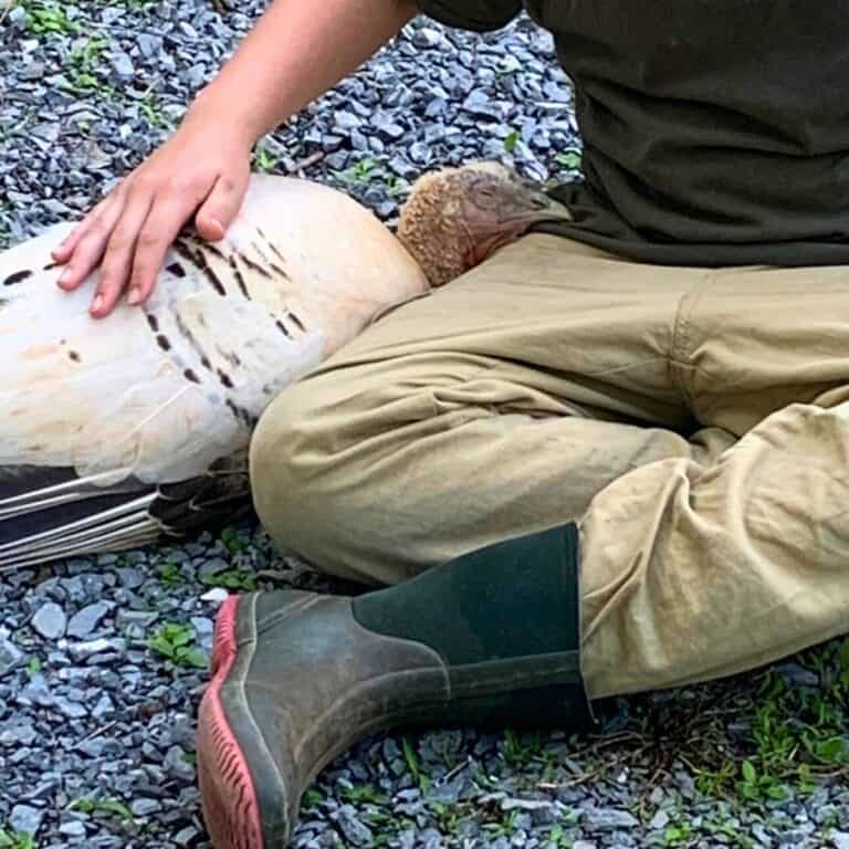 Little boy sitting down on a gravel driveway and petting a white turkey, who has her head laying down in his lap. The turkey is asleep while the little boy pets her.