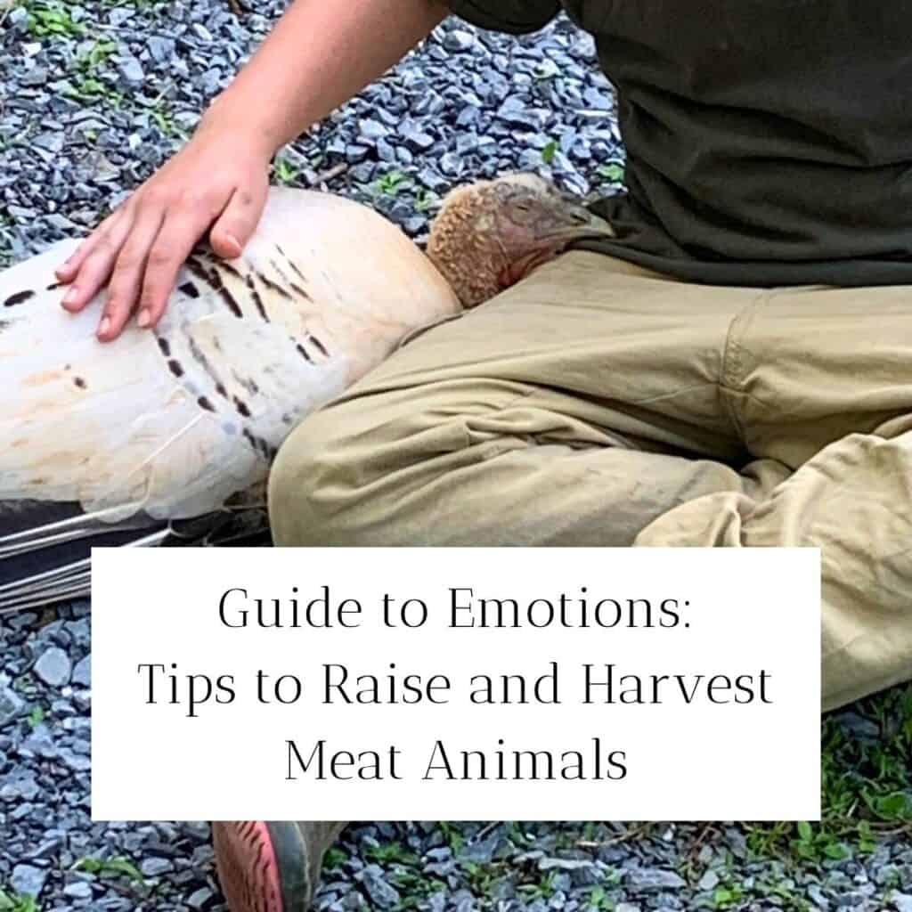 Little boy sitting down on a gravel driveway and petting a white turkey, who has her head laying down in his lap. The turkey is asleep while the little boy pets her. The title is "Guide to Emotions: Tips to Raise and Harvest Meat Animals."